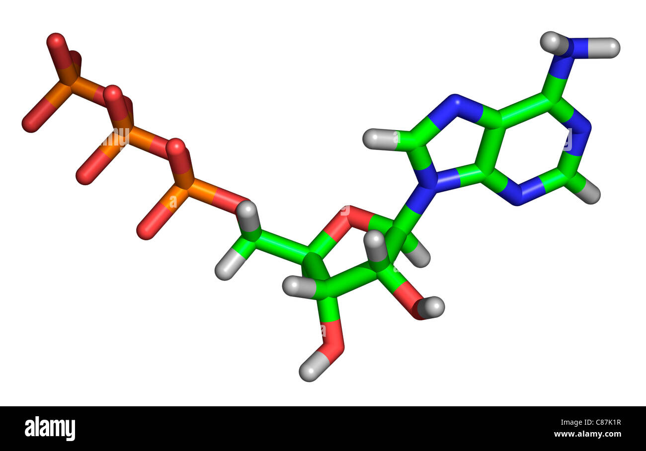 Molecola di adenosina trifosfato o ATP Foto Stock