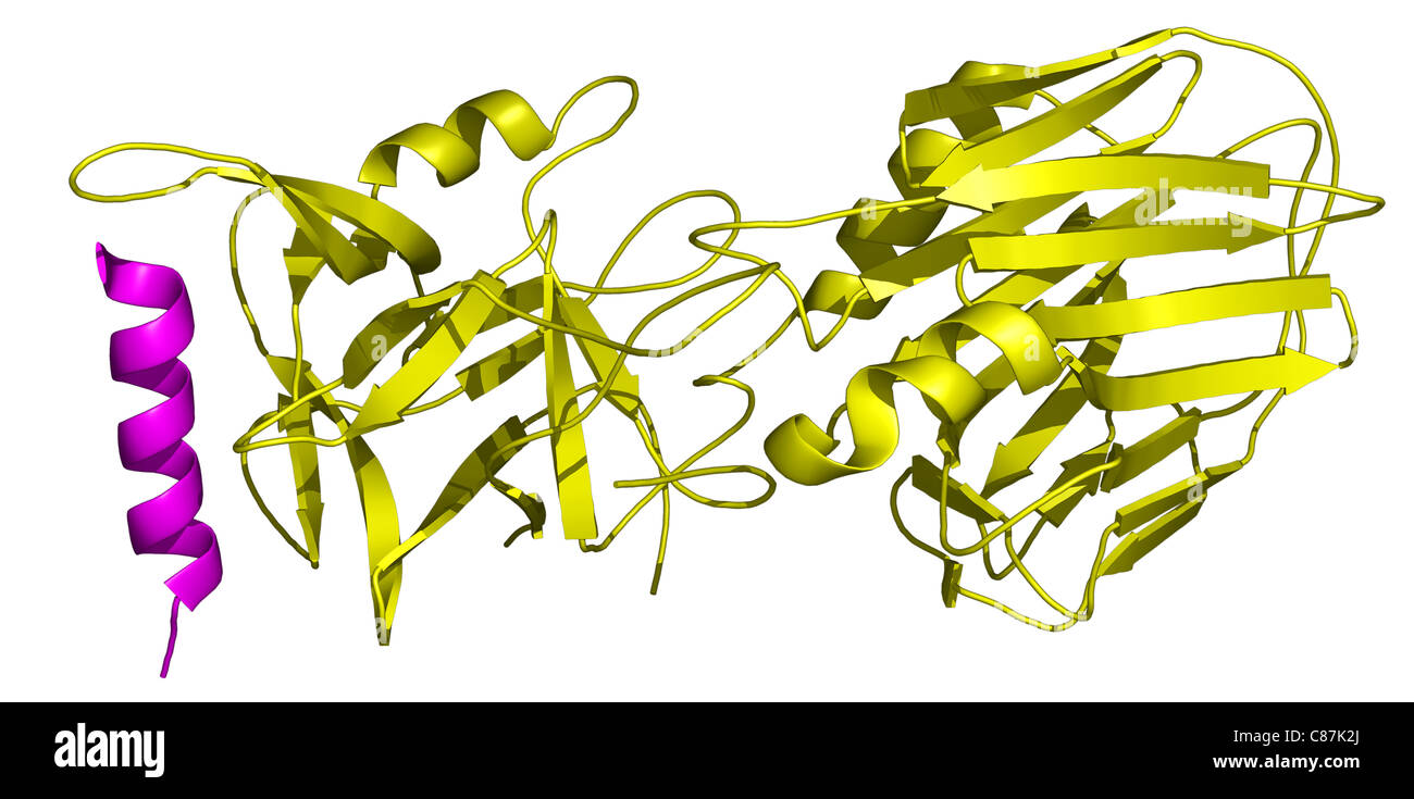 Neurotossina botulinica molecola Foto Stock