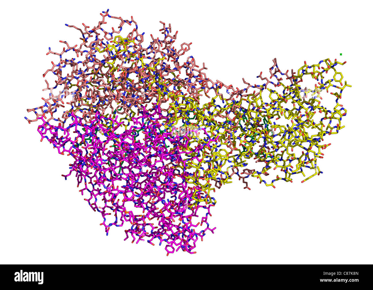 Umano molecola Rhinoviruse Foto Stock