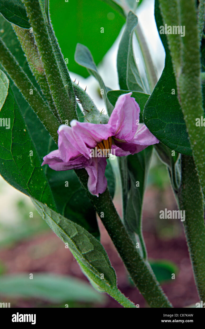 Flower - melanzana 'Bonica' Foto Stock