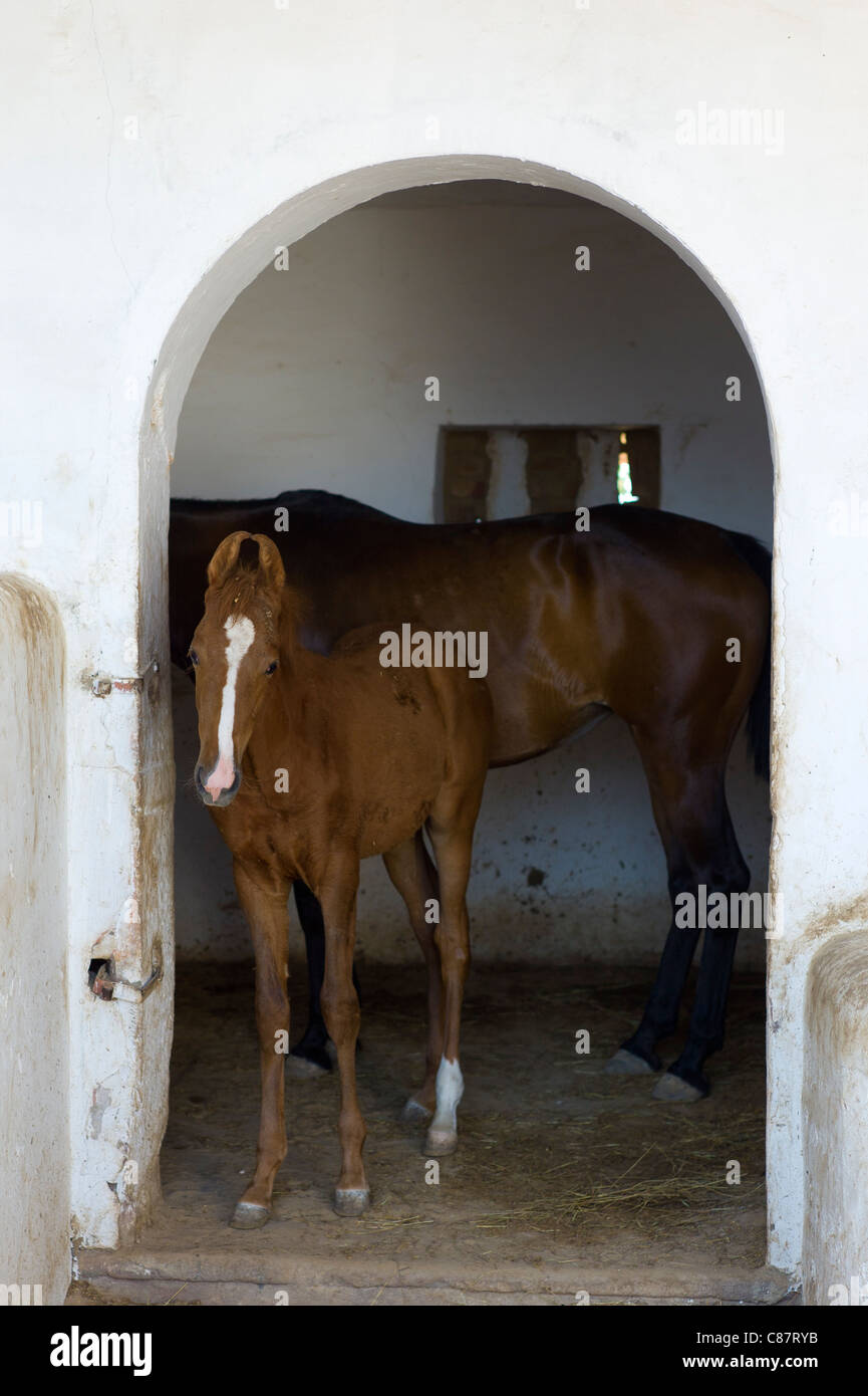 Marwar cavalli nel maneggio a Rohet Garh fortezza palace hotel di eredità di Rohet nel Rajasthan, India settentrionale Foto Stock