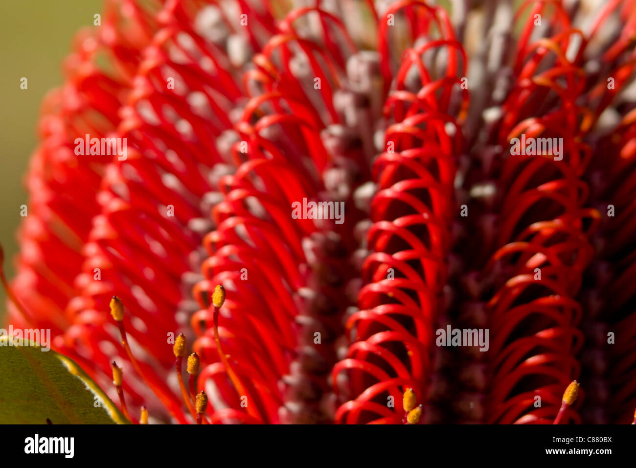 Primo piano di un australiano Banksia coccinea fiore . Foto Stock