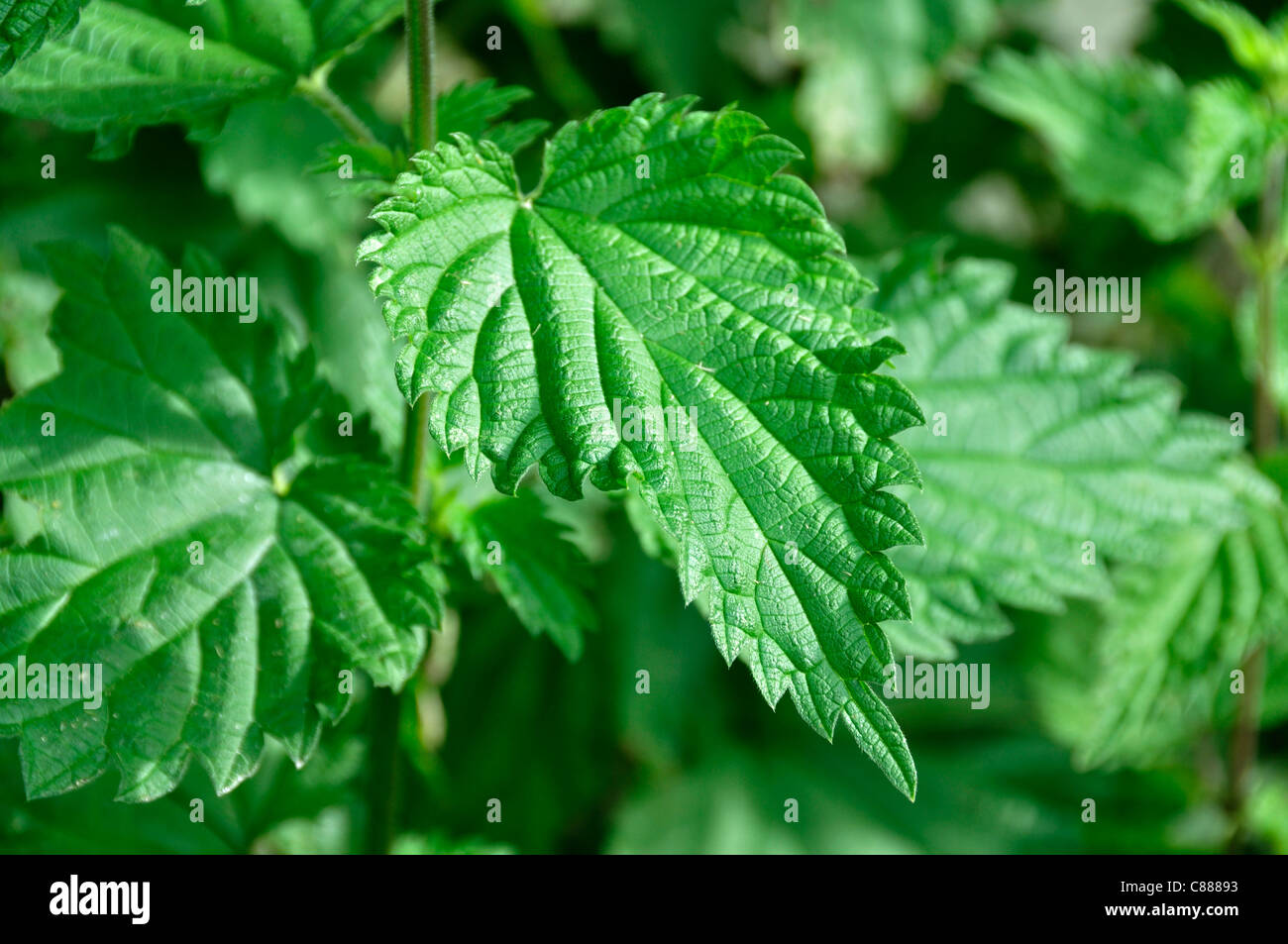 Foglia di ortica (Urtica dioica). Foto Stock