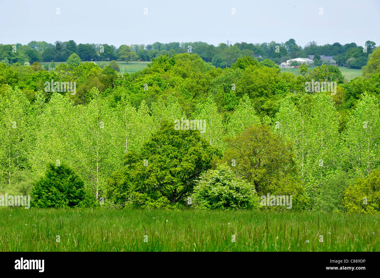 Valle di Colmont (fiume), prato, querce e pioppi (Brecé, Mayenne, Loire, Francia). Foto Stock