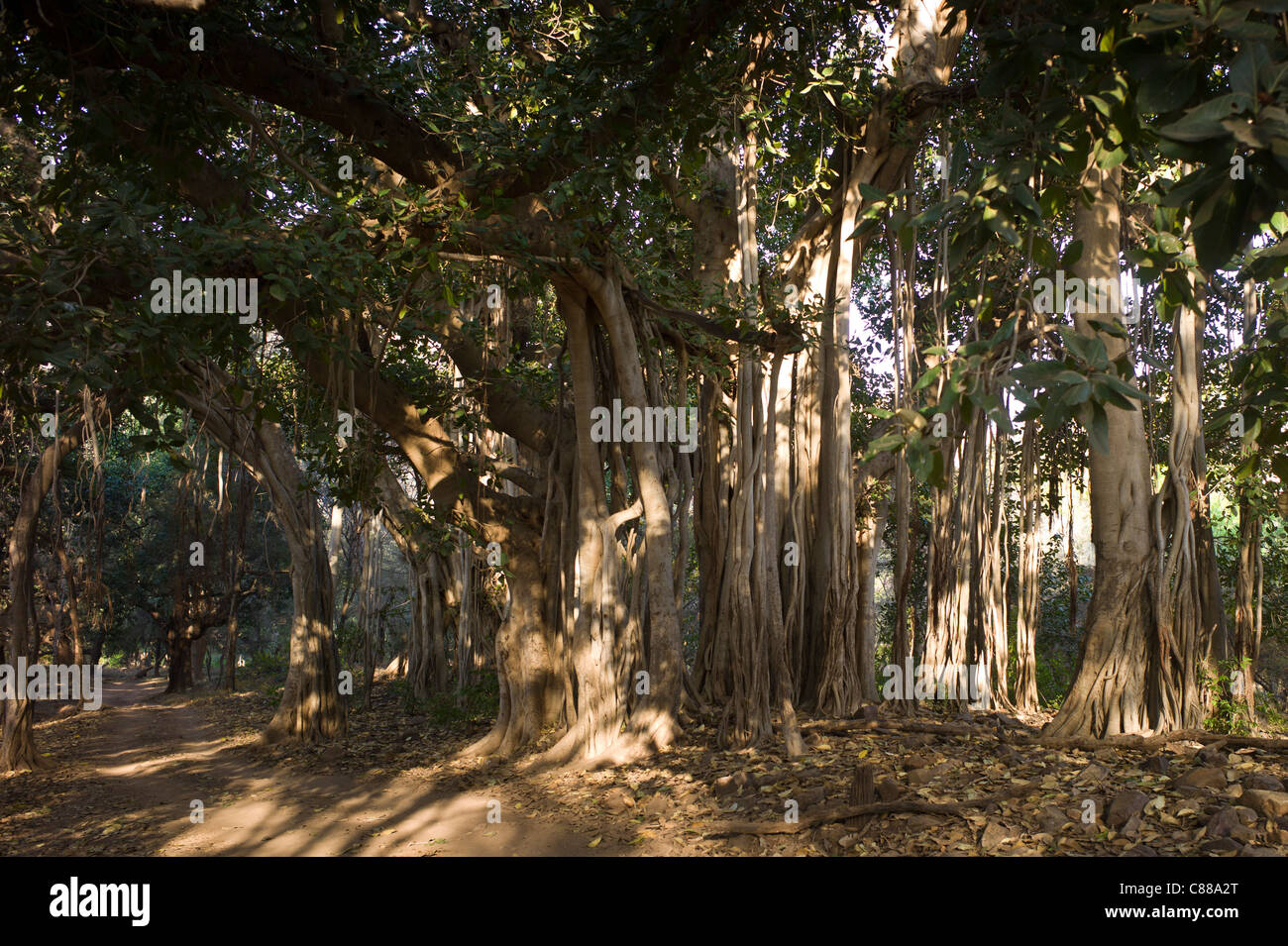 Antica Banyan alberi in Ranthambhore National Park, Rajasthan, India settentrionale Foto Stock
