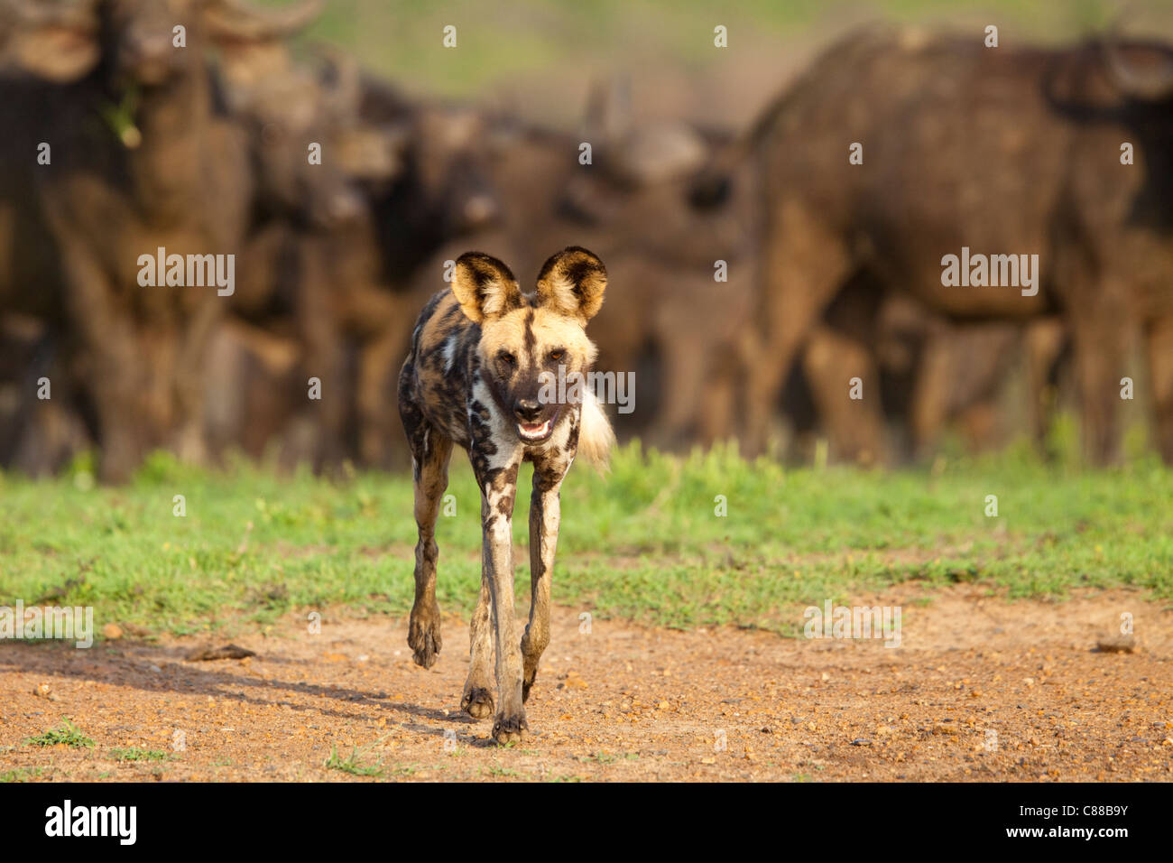 African Wild Dog (Lycaon pictus) con una mandria di bufali in background. Foto Stock