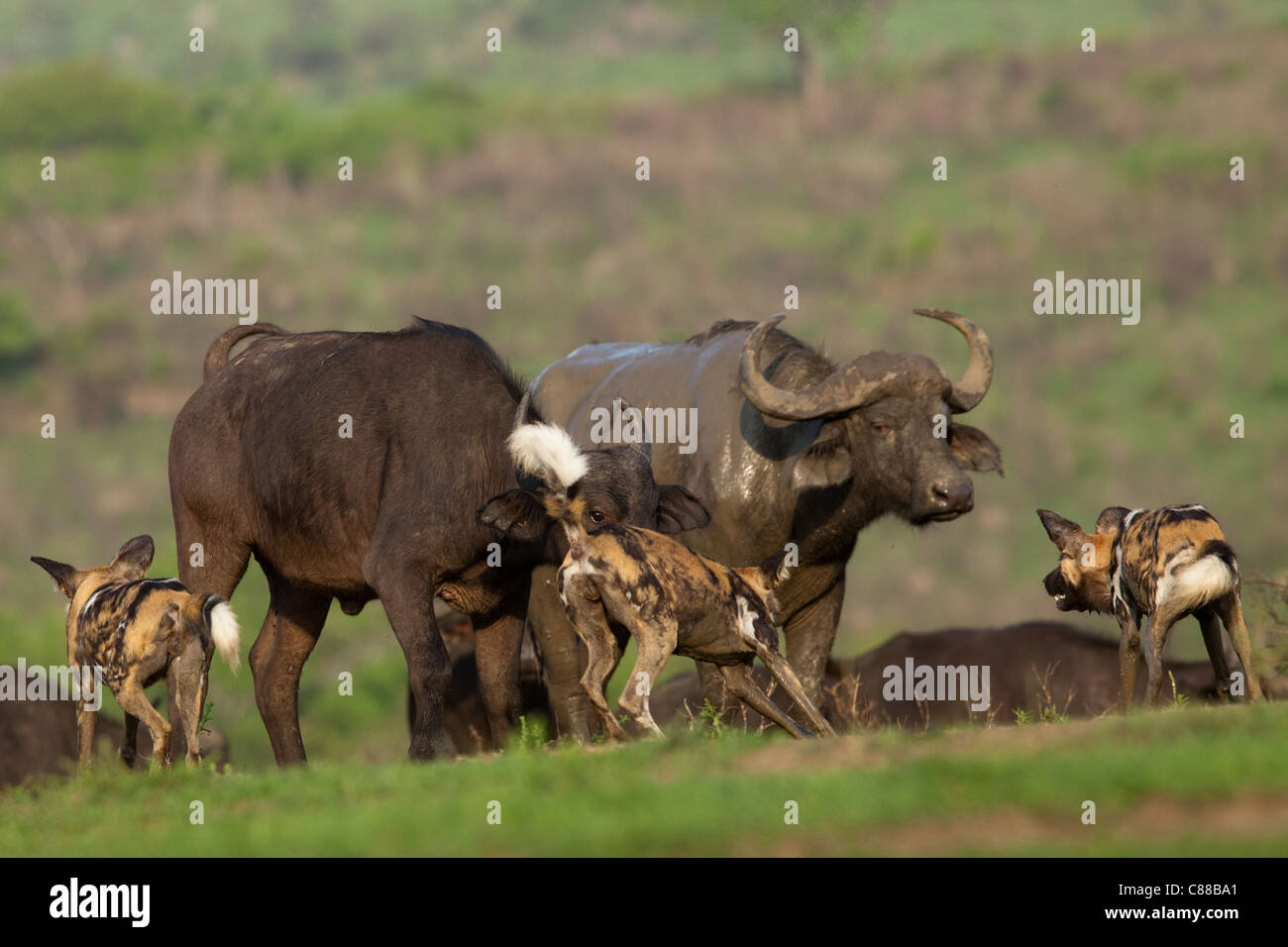 African Wild Dog (Lycaon pictus) interazione con Buffalo (Syncerus caffer) in corrispondenza di un fiume. Foto Stock