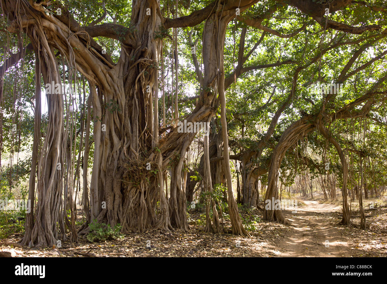 Antica 300-anno-vecchi alberi Banyan in Ranthambhore National Park, Rajasthan, India settentrionale Foto Stock