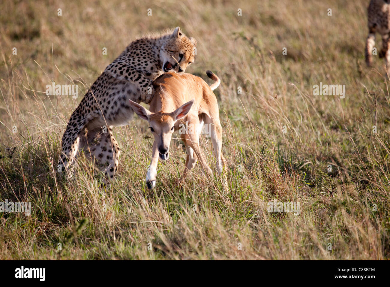 Cheetah cub a caccia e uccisione di baby impala Foto Stock