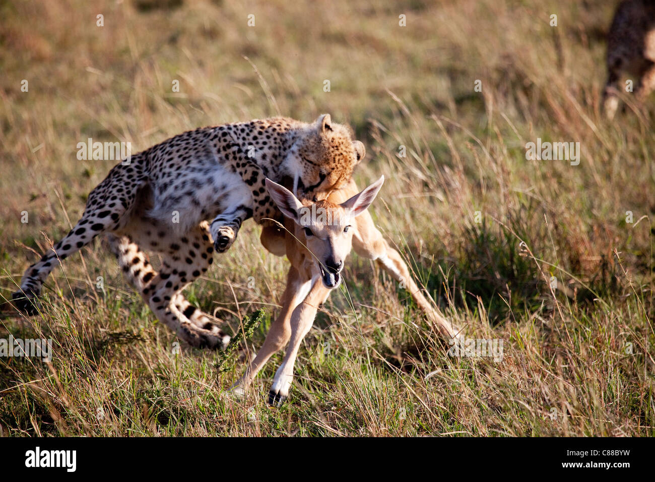 Cheetah cub uccidere impala Foto Stock