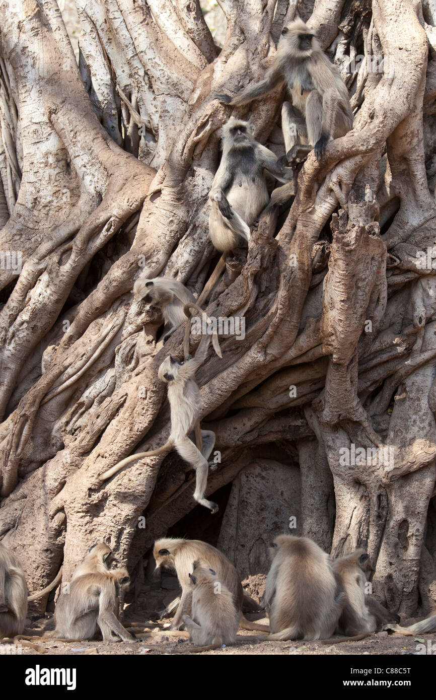 Indiano scimmie Langur, Presbytis entellus, in Banyan Tree in Ranthambhore National Park, Rajasthan, India settentrionale Foto Stock