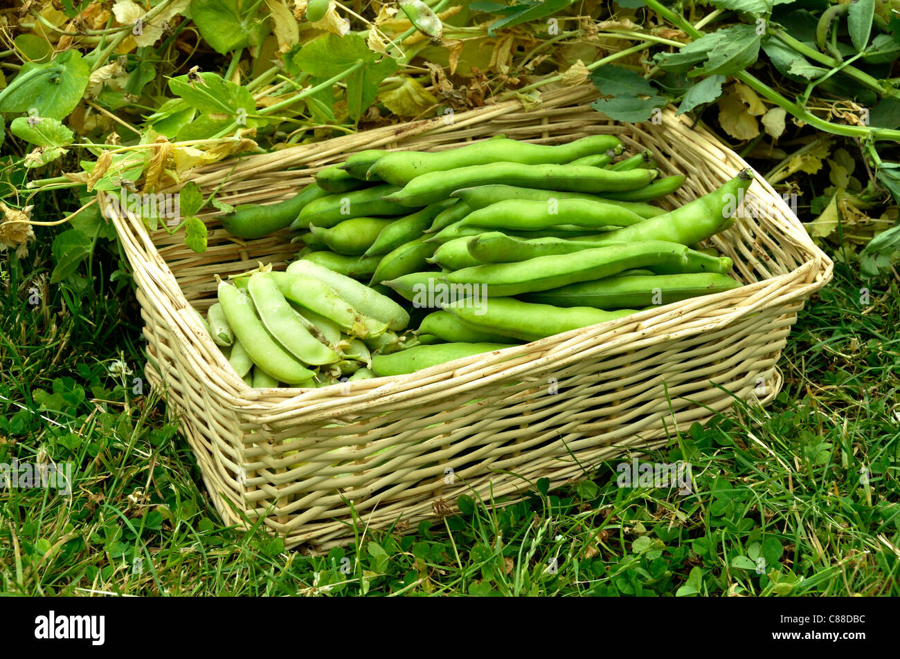 Raccolte le Fave (Vicia faba) in un cestello. Foto Stock