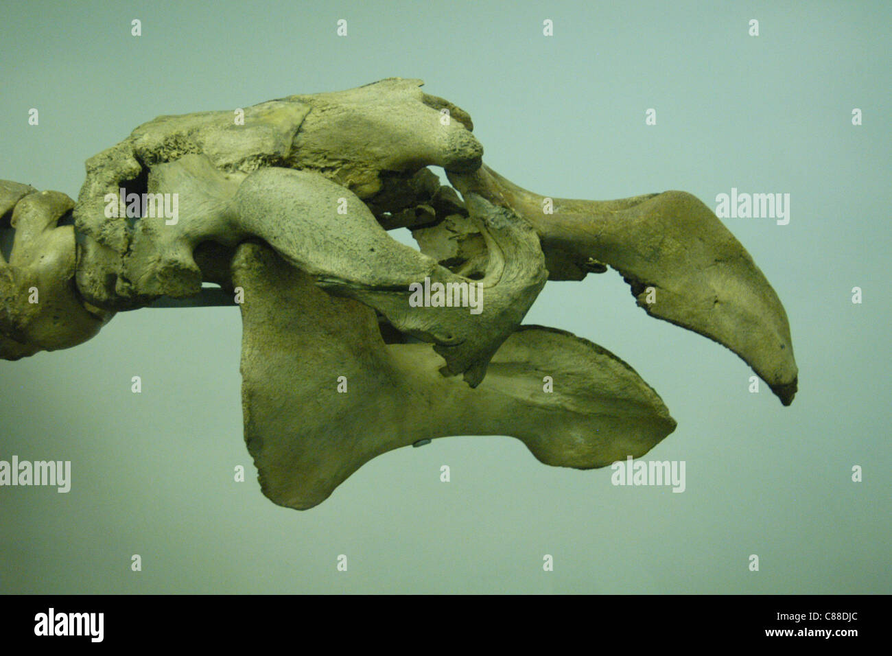 Cranio di un estinto Steller di mucche di mare (Hydrodamalis gigas) visto presso il Museo di Storia Naturale di Londra, Inghilterra, Regno Unito. Foto Stock