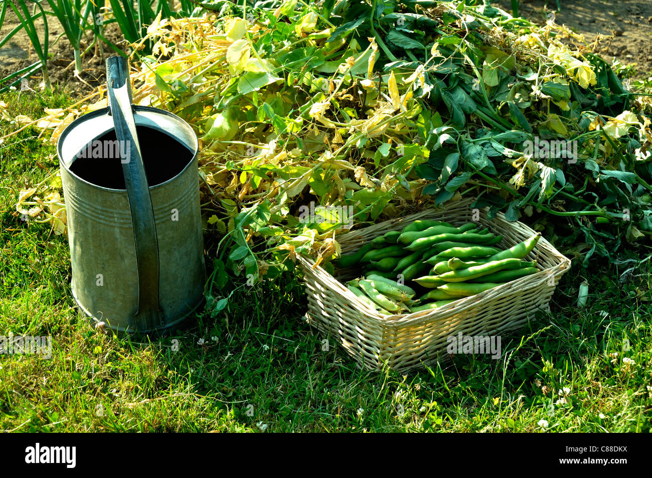 Raccolto di fave fresche (Vicia faba) e i piselli freschi, orto. Foto Stock