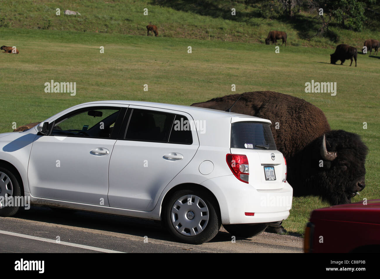 Maschio di bufalo americano (Bison bison) accanto a AUTO nel Custer State Park South Dakota Foto Stock