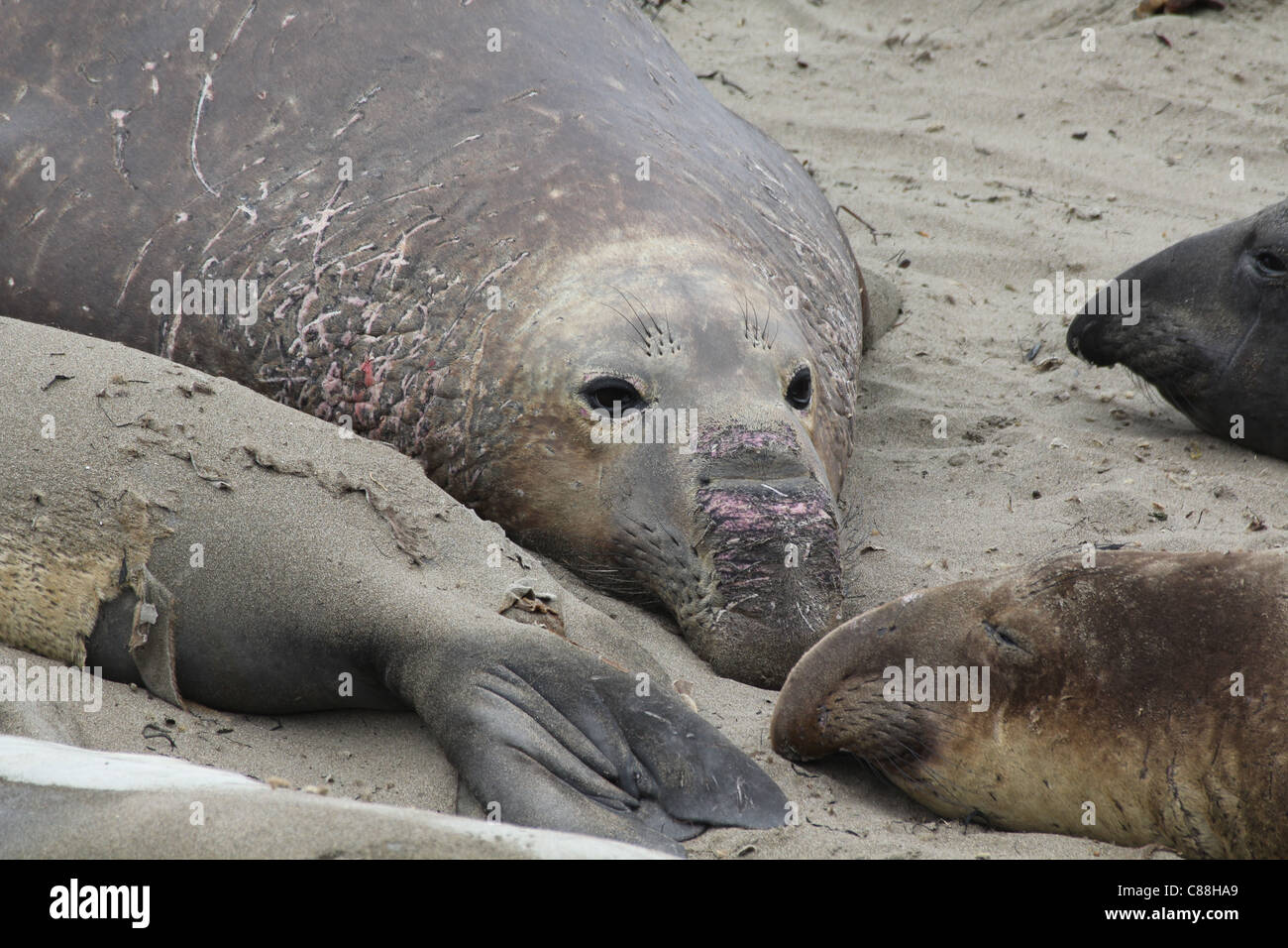 Adulto di foche elefanti Mirounga angustirostris poggiante sulla spiaggia di San Simeone, California, Stati Uniti d'America Foto Stock