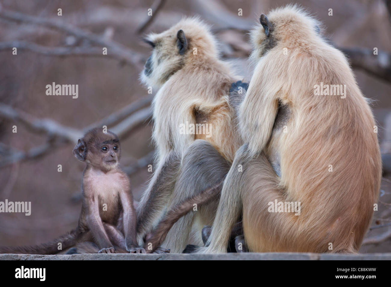 Indiano scimmie Langur, Presbytis entellus, nel Parco nazionale di Ranthambore, Rajasthan, India Foto Stock