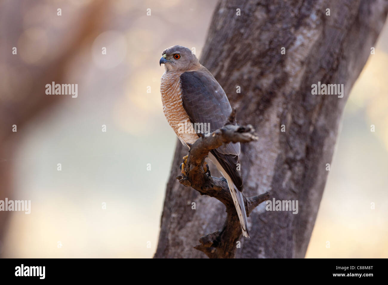 Shikra Hawk rapace, Accipiter Badius, in Ranthambhore National Park, Rajasthan, India settentrionale Foto Stock