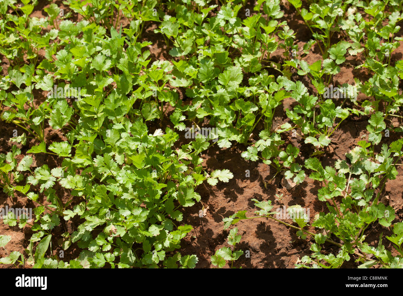 Il coriandolo erba che cresce a smallholding fattoria a Sawai Madhopur vicino Ranthambore in Rajasthan, India Foto Stock