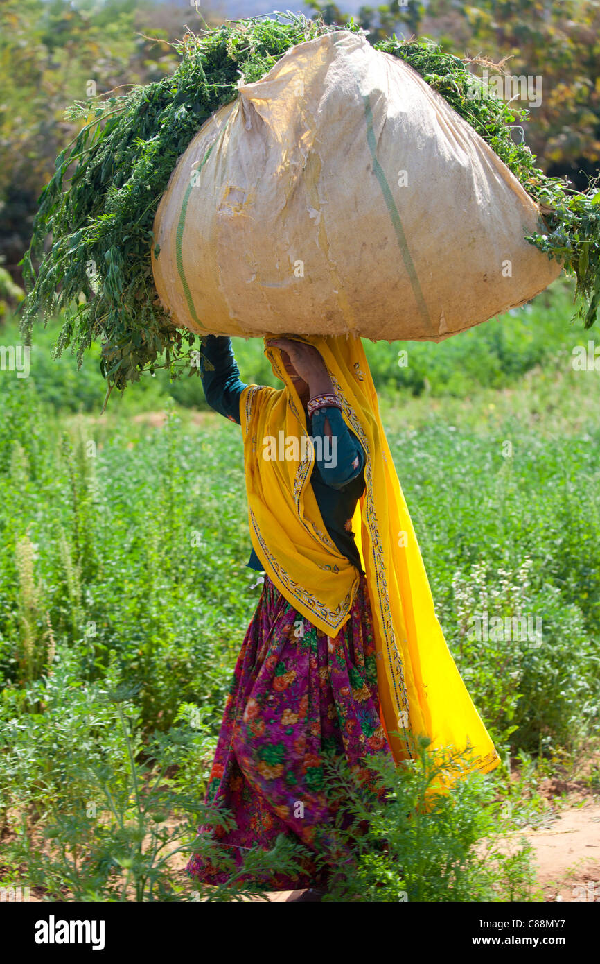 Donna indiana abitante lavorando presso l'azienda smallholding trasportano alimenti per animali a Sawai Madhopur vicino Ranthambore in Rajasthan, India Foto Stock