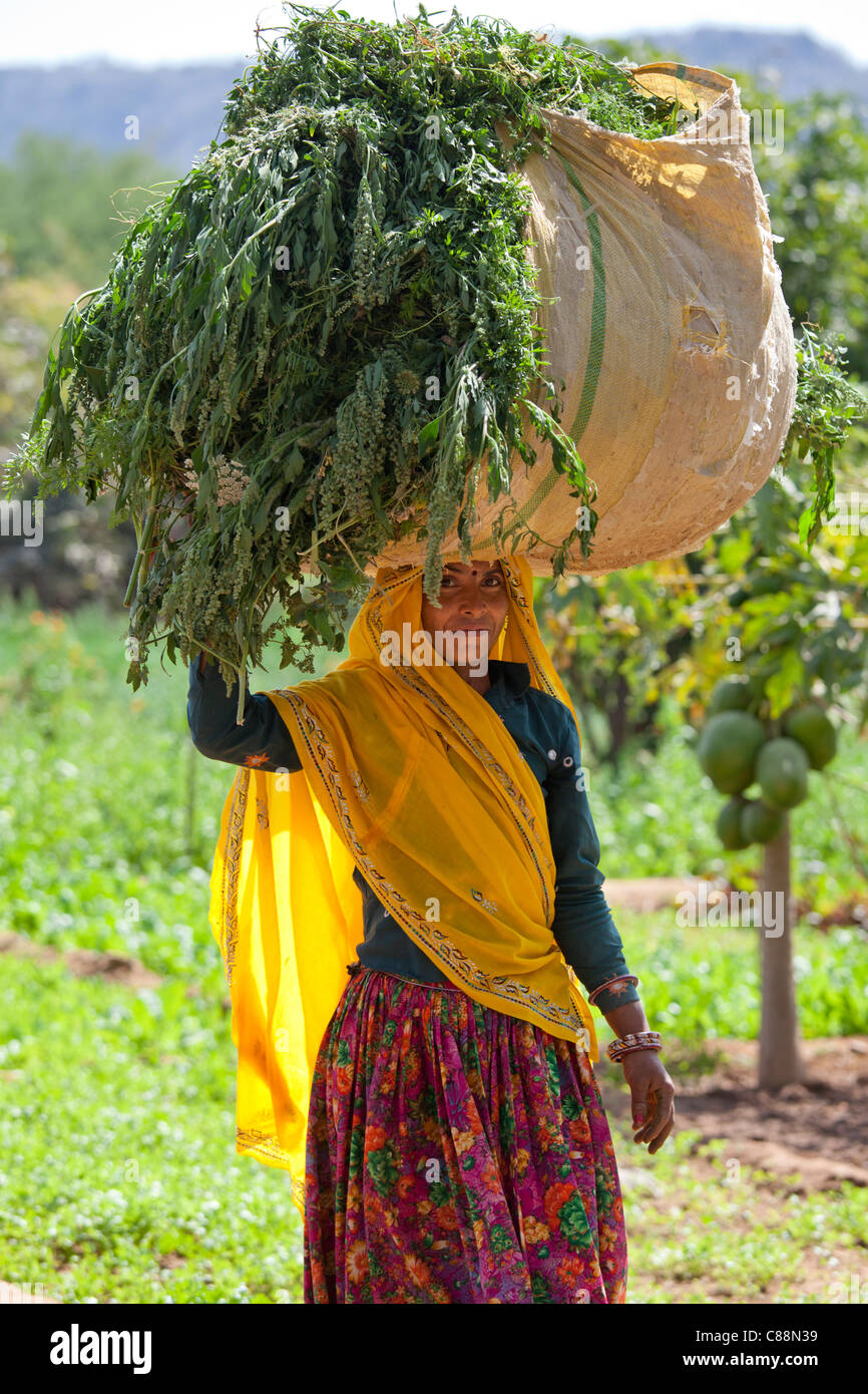 Donna indiana abitante lavorando presso l'azienda smallholding trasportano alimenti per animali a Sawai Madhopur vicino Ranthambore in Rajasthan, India Foto Stock