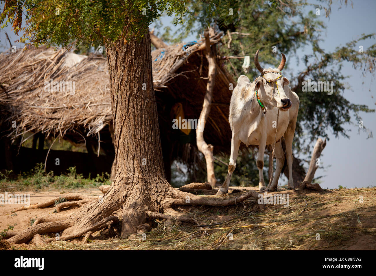 Indian mucca legati per un latte di fattoria a smallholding Kutalpura villaggio in Rajasthan, India settentrionale Foto Stock