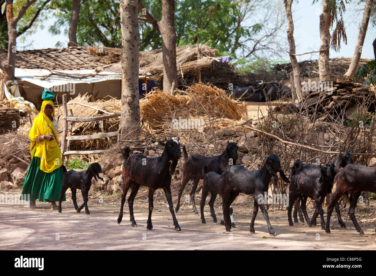 Donna indiana con allevamento di capre in fattoria a smallholding Kutalpura villaggio in Rajasthan, India settentrionale Foto Stock