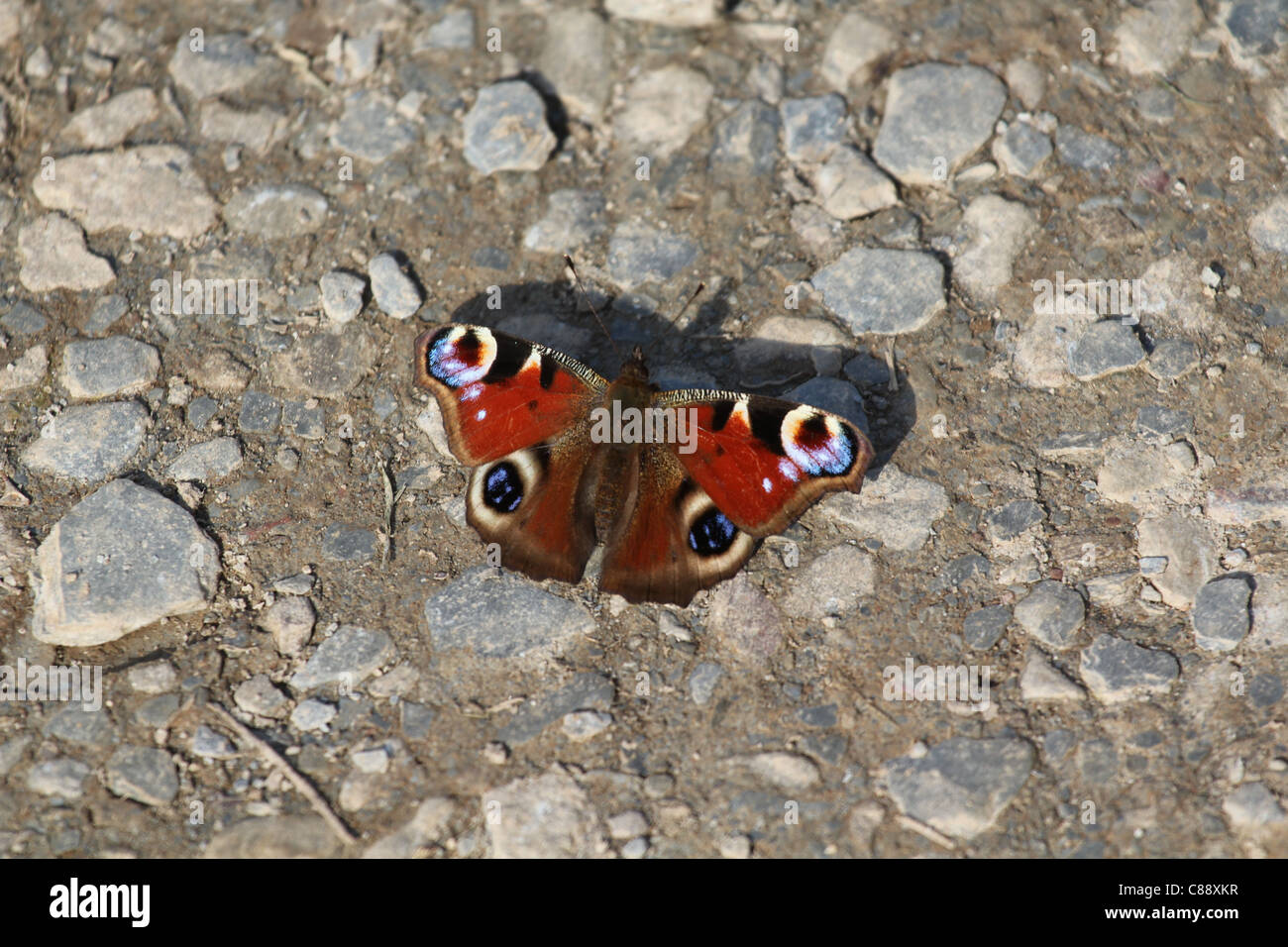 Unione farfalla pavone sul sentiero costiero a Mortehoe, Devon, Inghilterra, Regno Unito Foto Stock