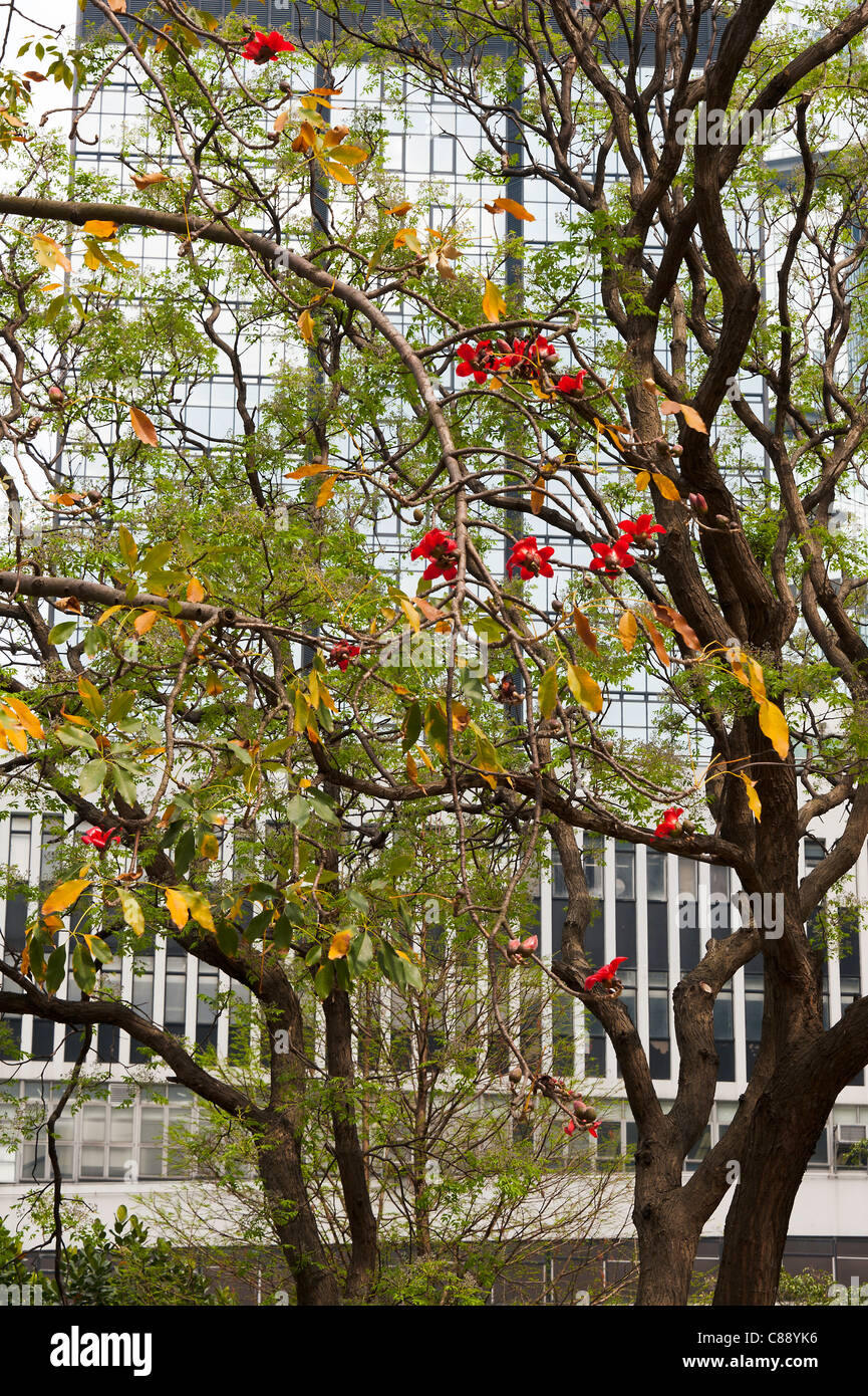 I fiori rossi di un albero Cotton Tree con un moderno grattacielo dietro nel quartiere finanziario di Isola di Hong Kong Cina Asia Foto Stock