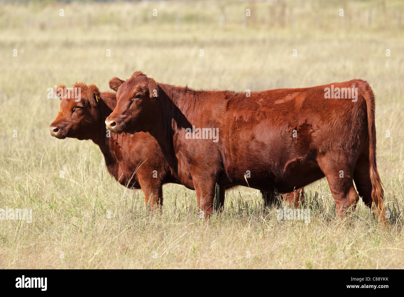 Red angus mucche al pascolo Foto Stock