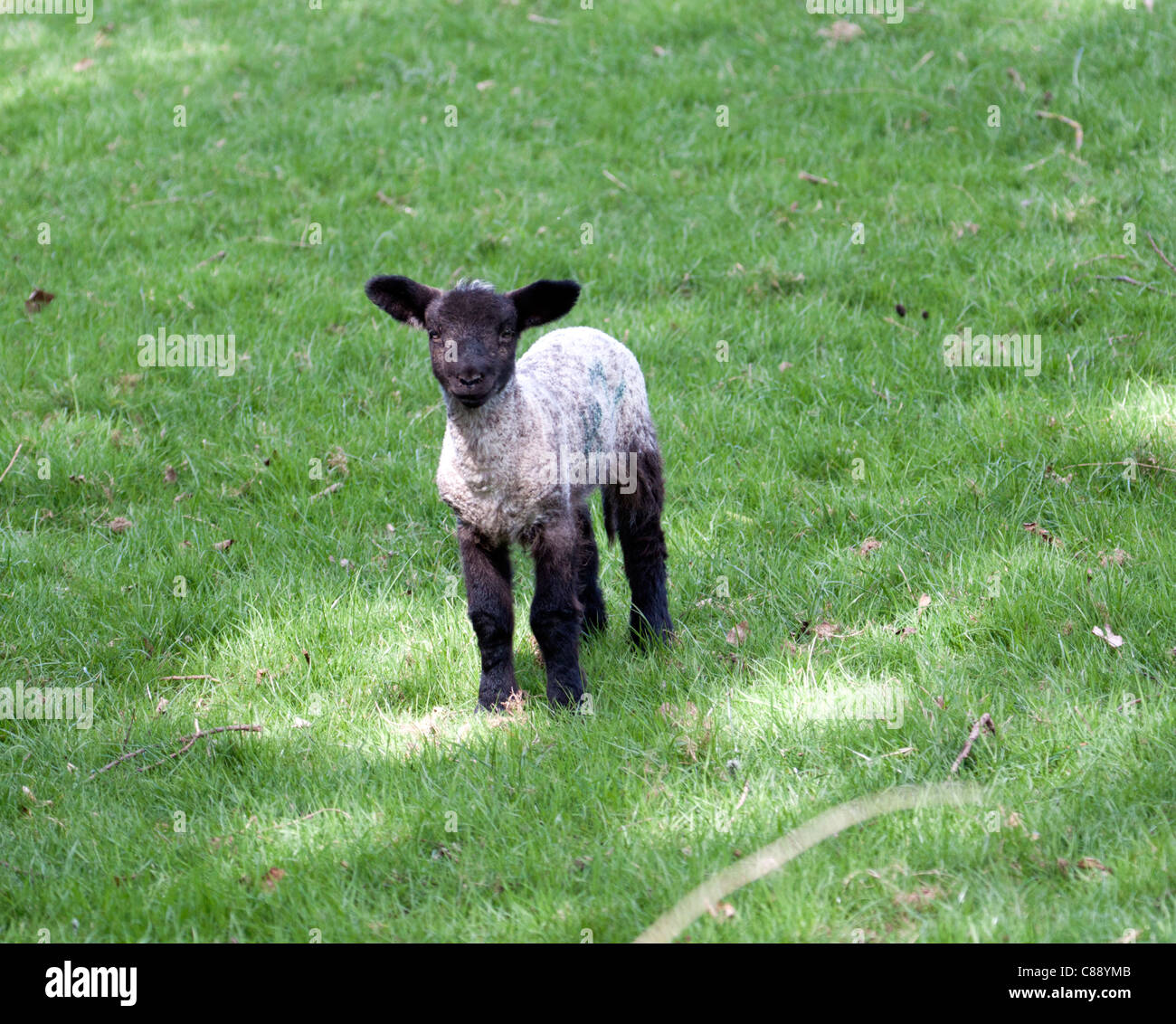 Una molla di agnello in un campo Foto Stock