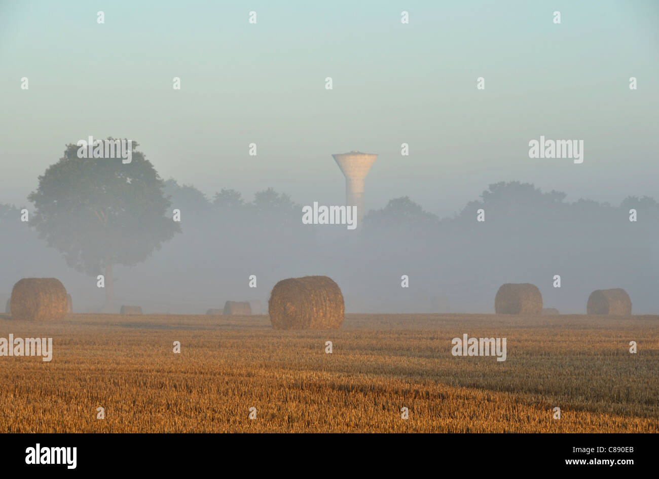 Sunrise sulla campagna, la nebbia su un campo di grano (Le Pas, Mayenne, Pays de la Loire, Francia). Foto Stock