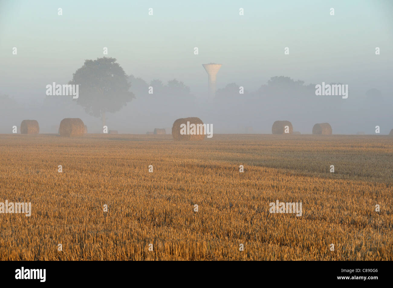 Sunrise sulla campagna, la nebbia su un campo di grano (Le Pas, Mayenne, Loire, Francia). Foto Stock