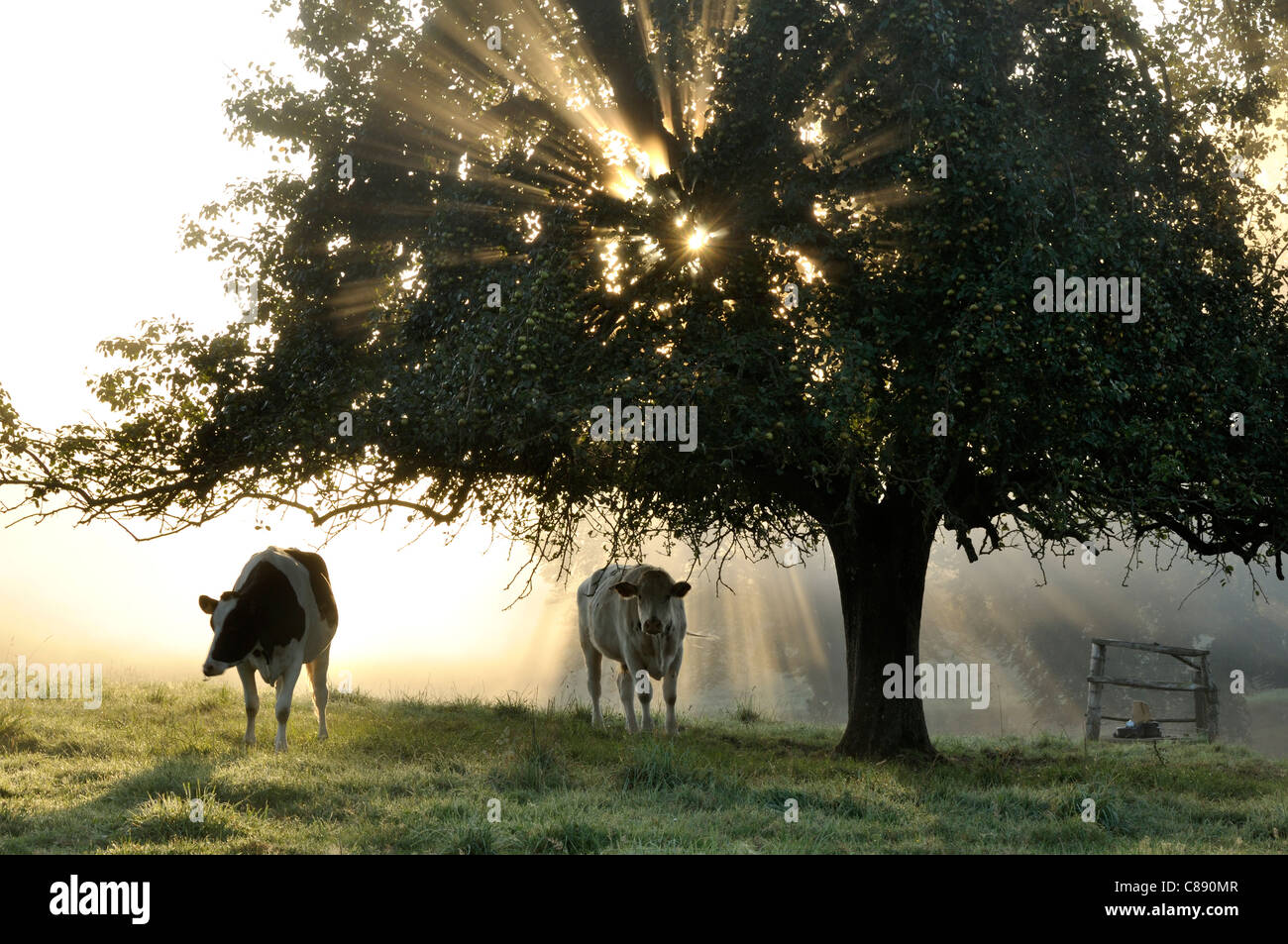 Alba sulle campagne della Normandia, la luce del sole attraverso la struttura ad albero e la nebbia. Foto Stock