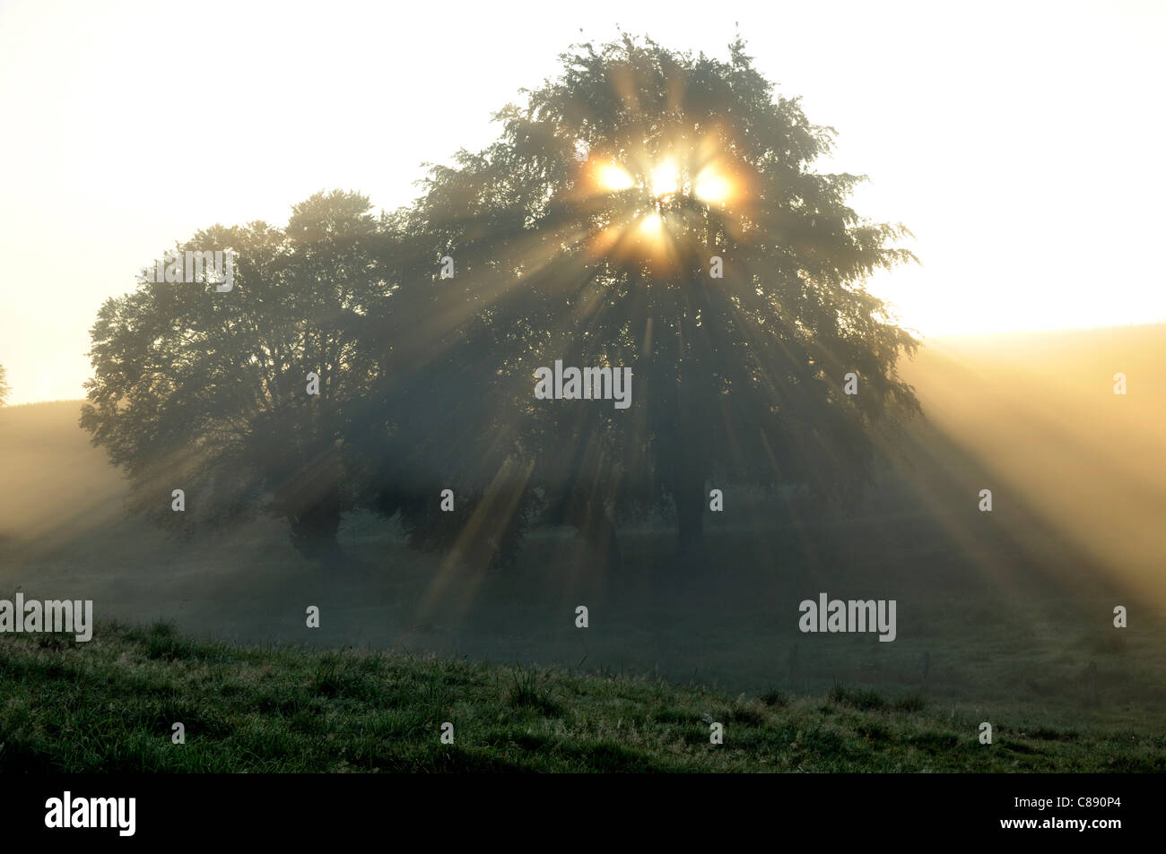 Alba sulle campagne della Normandia, la luce del sole attraverso gli alberi e la nebbia. Foto Stock
