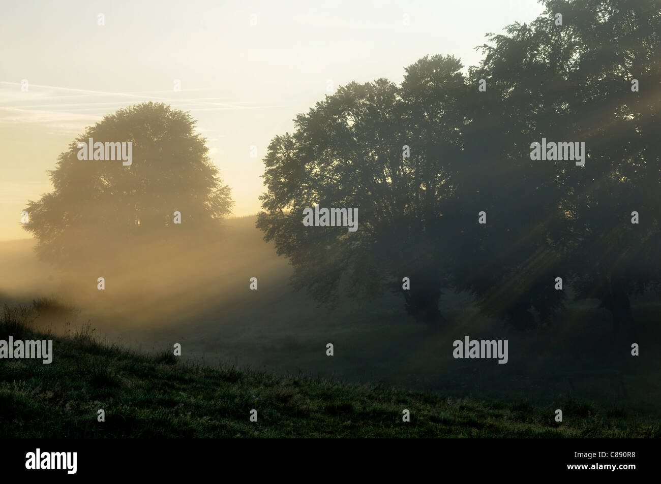 Alba sulle campagne della Normandia, la luce del sole attraverso gli alberi e la nebbia. Foto Stock