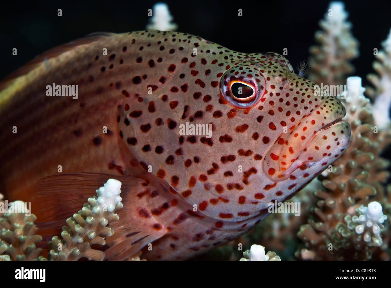 Freckled Hawkfish sotto l'acqua. Foto Stock