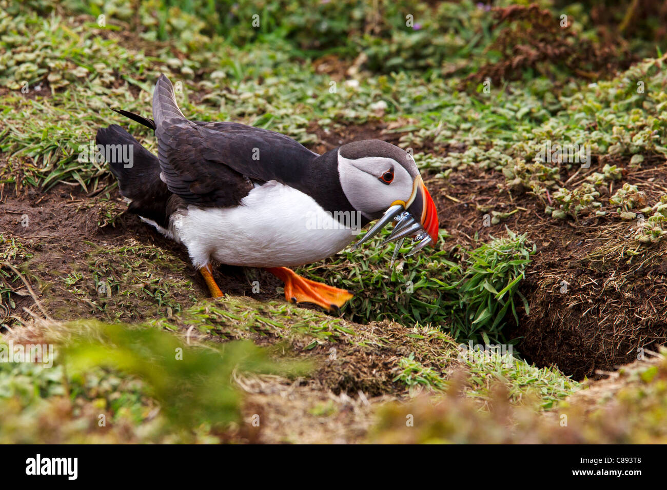 Puffin portando Cicerelli per il suo nido Foto Stock