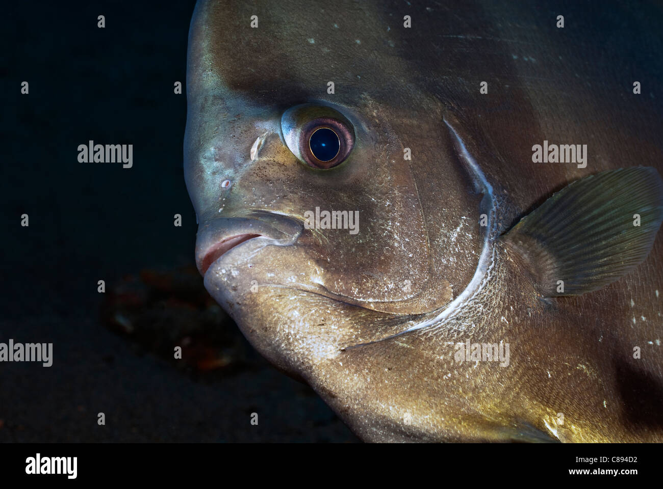 Spadefish Longfin ritratto sotto l'acqua Foto Stock
