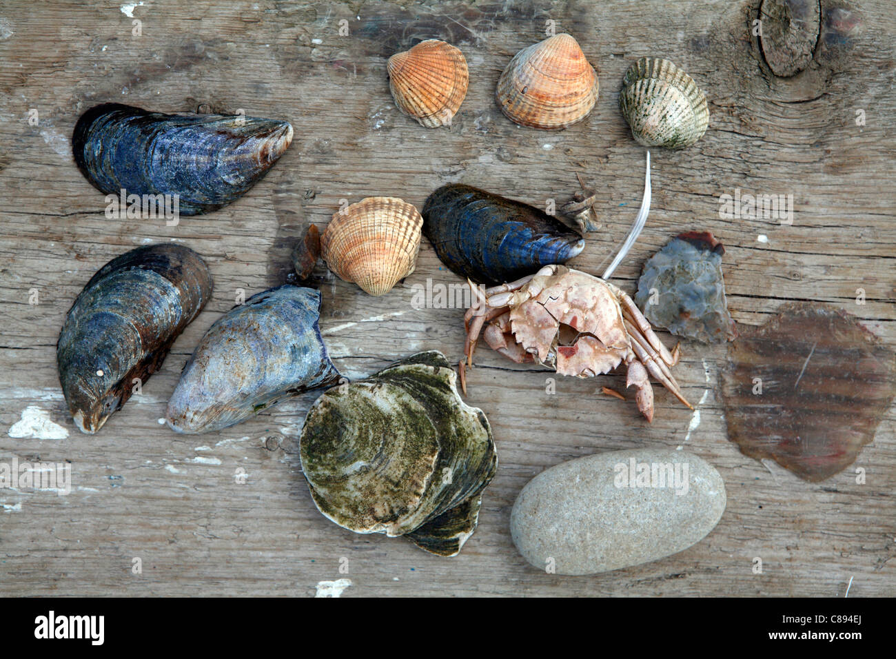 Raccolta ad hoc di shell pesci e conchiglie di guscio di granchio, trovato su weathered superficie in legno, costiere still life Foto Stock