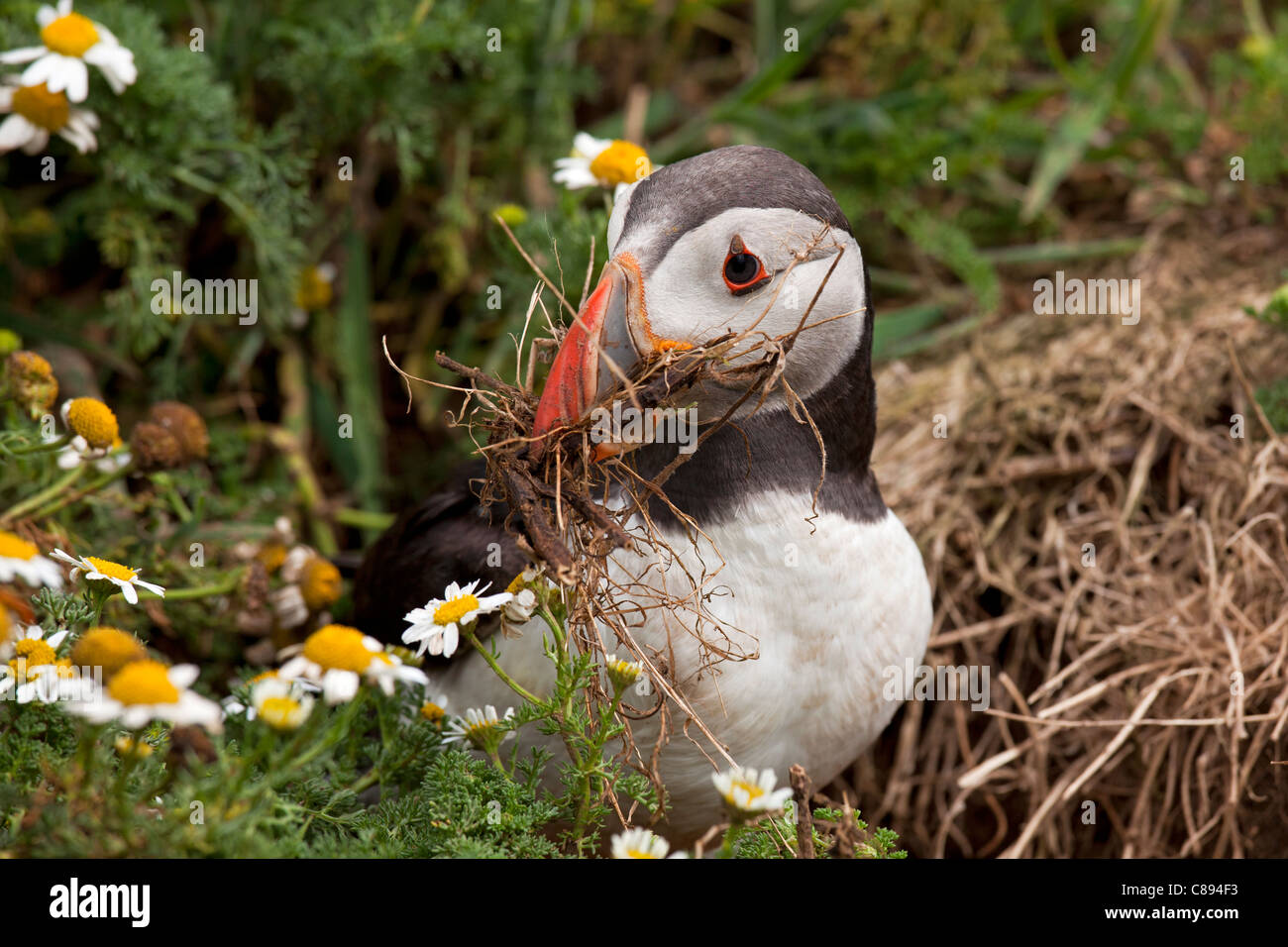 Puffin con materiale di nido Foto Stock