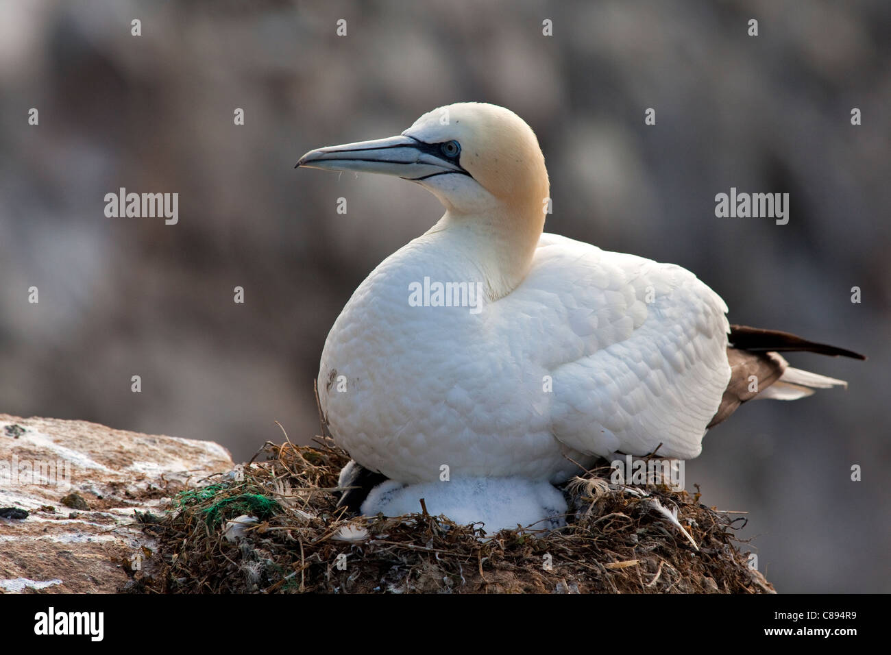 Gannett seduta sul nido con un pulcino Foto Stock