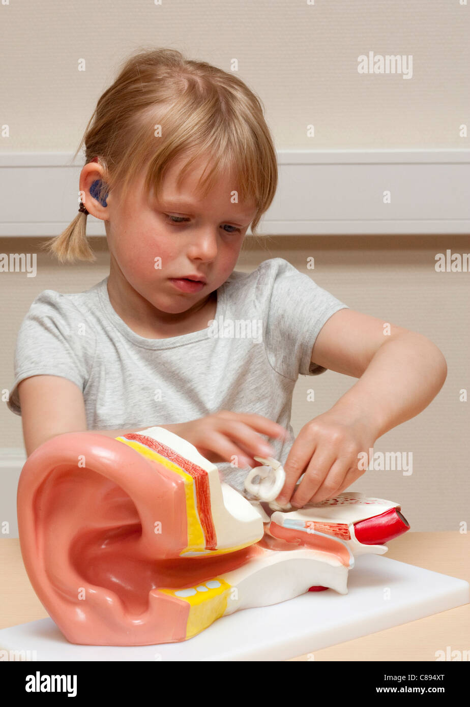 Bambino (5 anni) con apparecchi acustici a studiare il funzionamento interno dell'orecchio umano Foto Stock