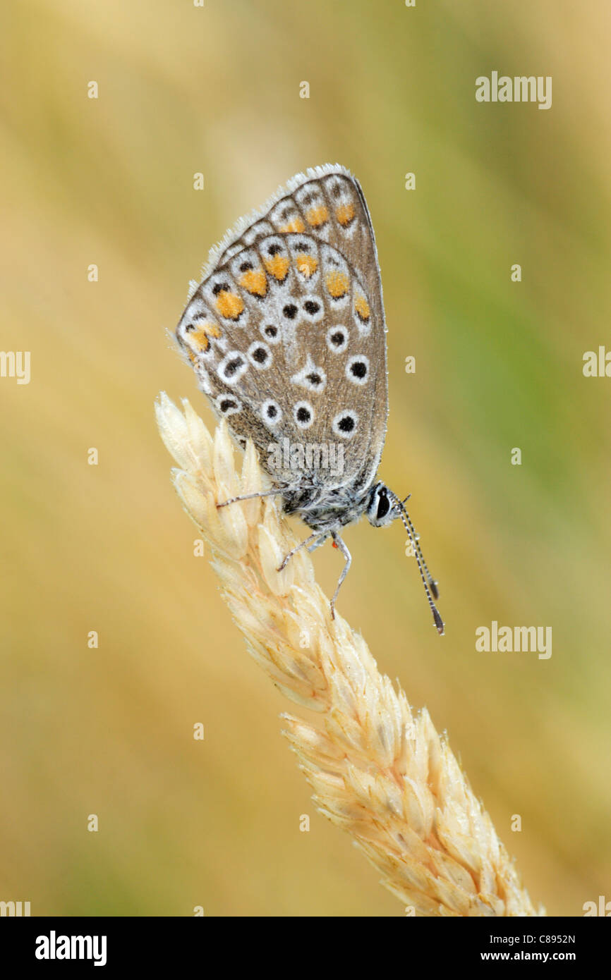 Comune di blue butterfly (Polyommatus icarus) femmina, appollaiato su erba testa di fiori che mostra la parte inferiore delle ali Foto Stock
