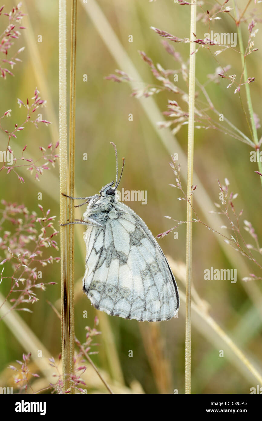 In marmo bianco (butterfly Melanargia galathea) maschio perced sul gambo di erba che mostra la parte inferiore delle ali. Coperte di rugiada. Foto Stock