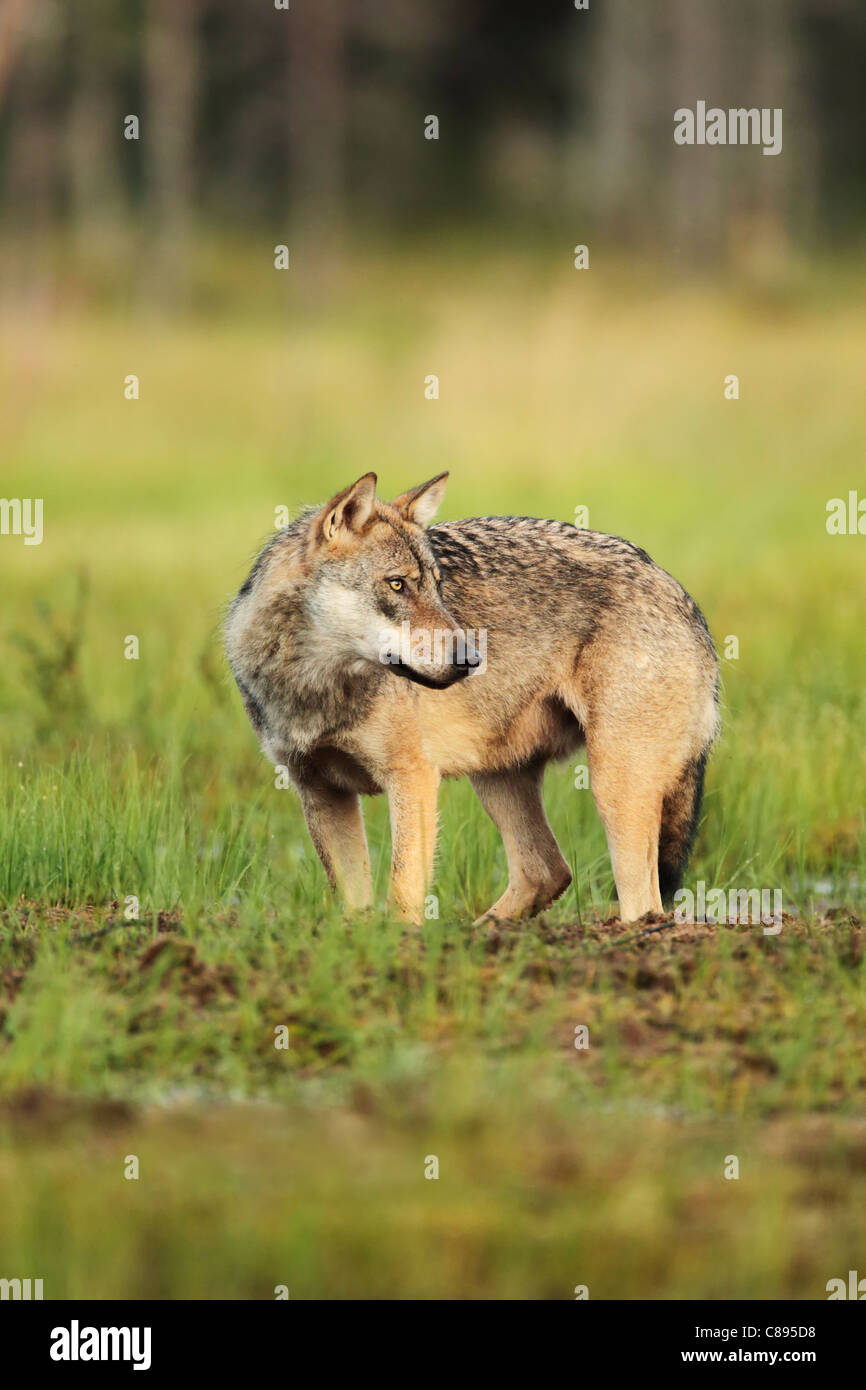 Wild Unione lupo (Canis lupus) in piedi in un prato umido con la testa ruotata Foto Stock