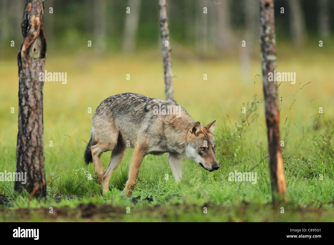 Wild Unione lupo (Canis lupus) maschio aggirava tra alberi Foto Stock