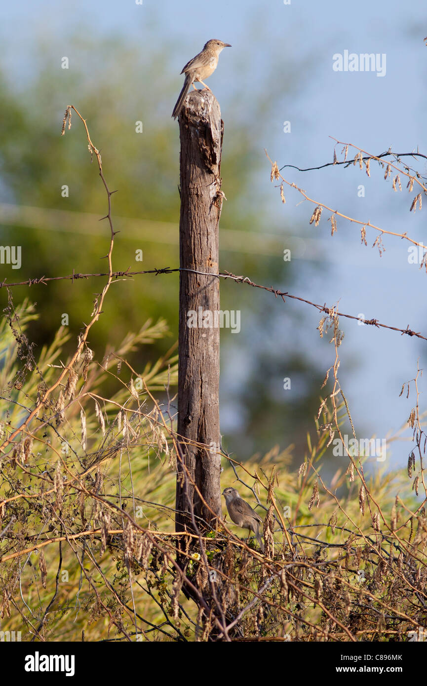 Babbler comune bird su fencepost a Chattra Sagar riserva naturale a Nimaj, Rajasthan, India settentrionale Foto Stock