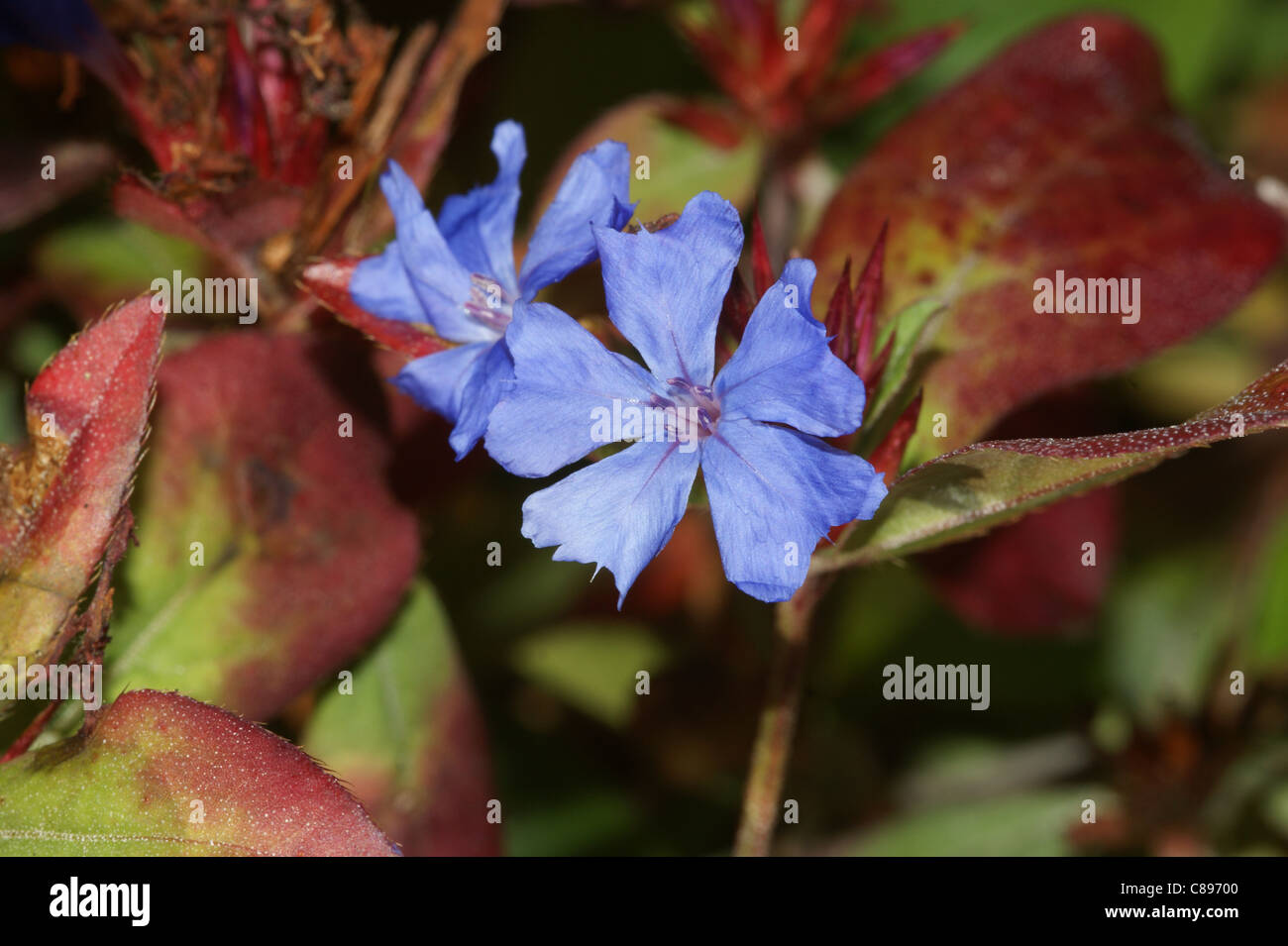 Ceratostigma plumbaginoides Foto Stock