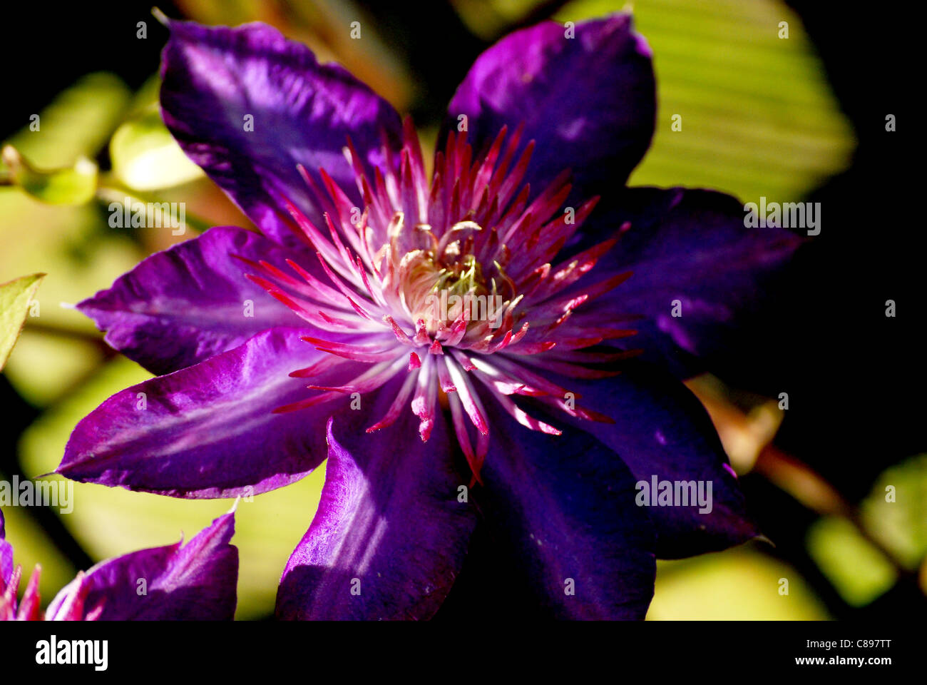 Clematis viola Foto Stock